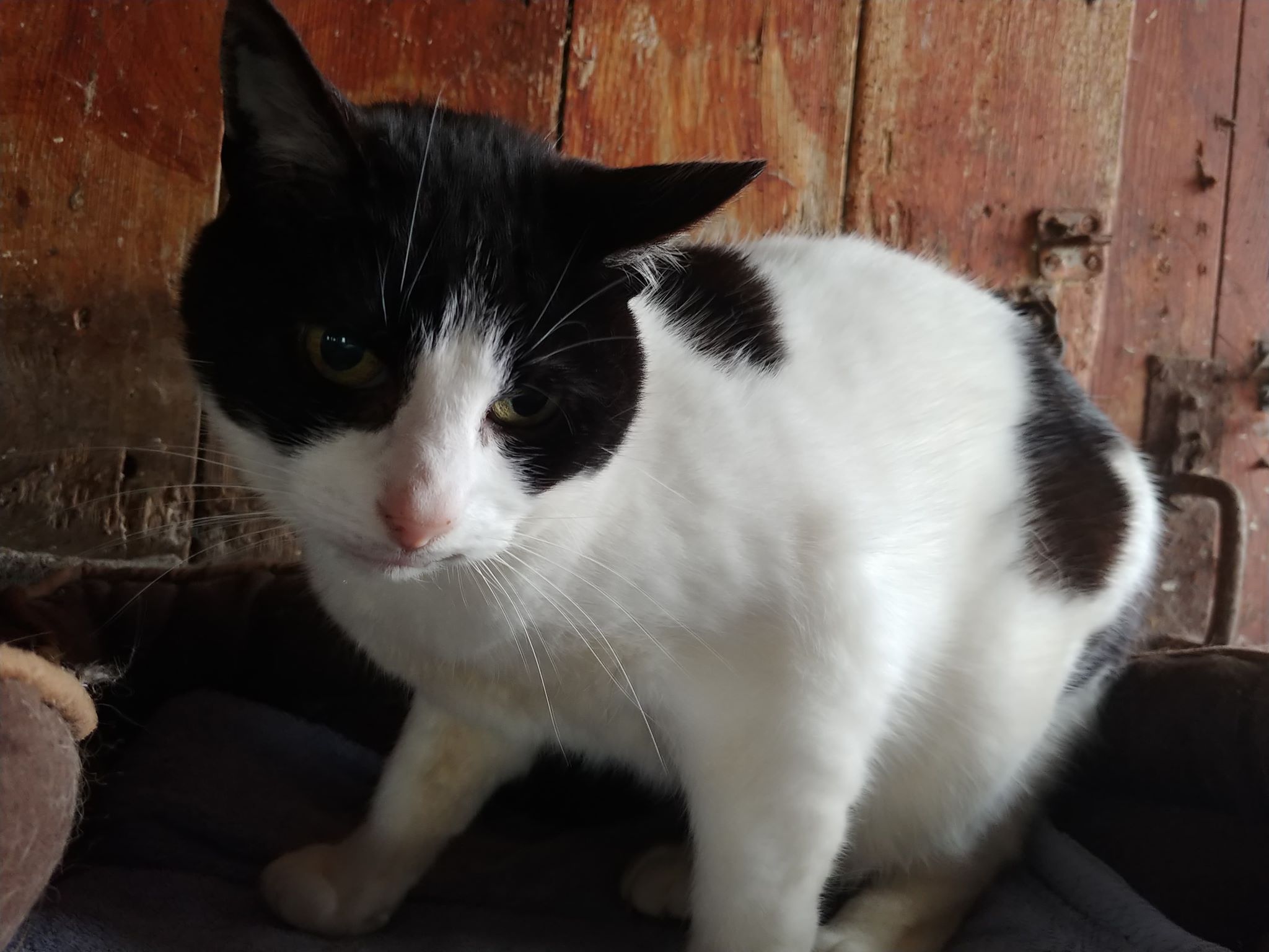 Tilly, a white and black cat